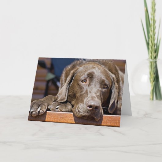 Miss You Chocolate Labrador Retriever Photo Karte (Vorderseite)