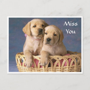 Miss You Labrador Retriever Puppy Post Card Postkarte
