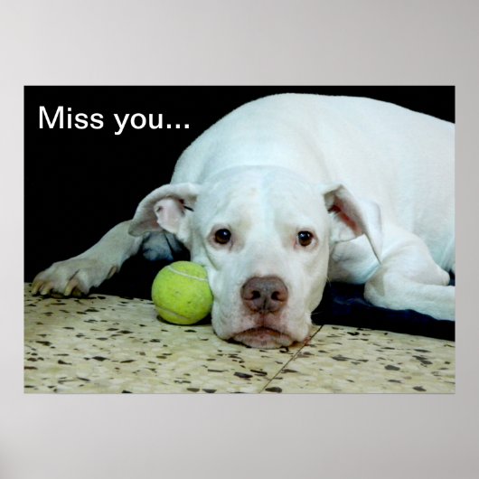 Miss you sad puppy with toy ball - cute dog poster (Vorne)