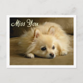 Miss You Spitz Welpe Hund Gruß Postkarte (Vorderseite)