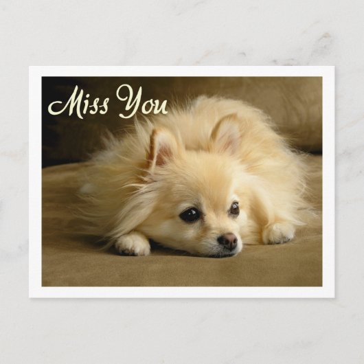 Miss You Spitz Welpe Hund Gruß Postkarte (Vorderseite)