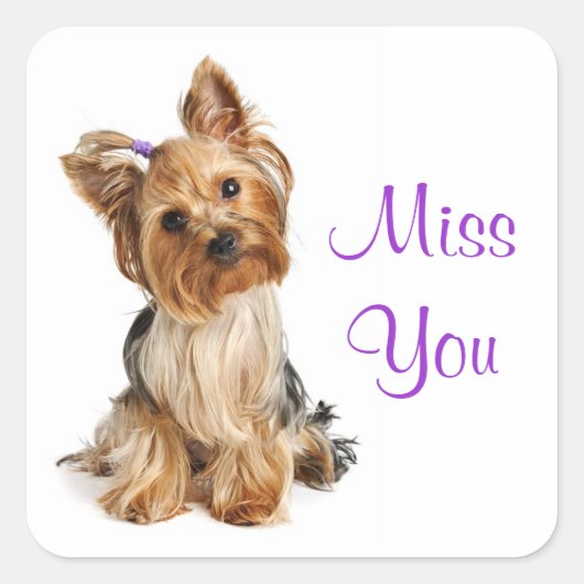 Miss You Yorkshire Terrier Puppy Dockers Quadratischer Aufkleber (Vorderseite)