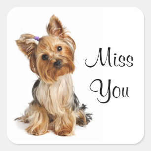 Miss You Yorkshire Terrier Puppy Dockers Quadratischer Aufkleber