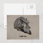 Miss You Zebra Postkarte (Vorne/Hinten)