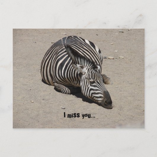 Miss You Zebra Postkarte (Vorderseite)