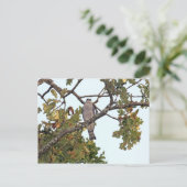 Mississippi Kite und Eichenbaum Postkarte (Stehend Vorderseite)