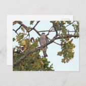 Mississippi Kite und Eichenbaum Postkarte (Vorne/Hinten)