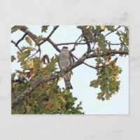 Mississippi Kite und Eichenbaum