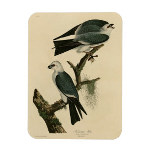 Mississippi Kite von Audubons Vögeln von Amerika Magnet