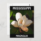 Mississippi Magnolia Postkarte (Vorne/Hinten)