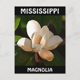 Mississippi Magnolia Postkarte