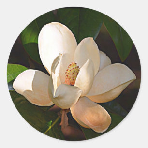 Mississippi-Magnolie Runder Aufkleber