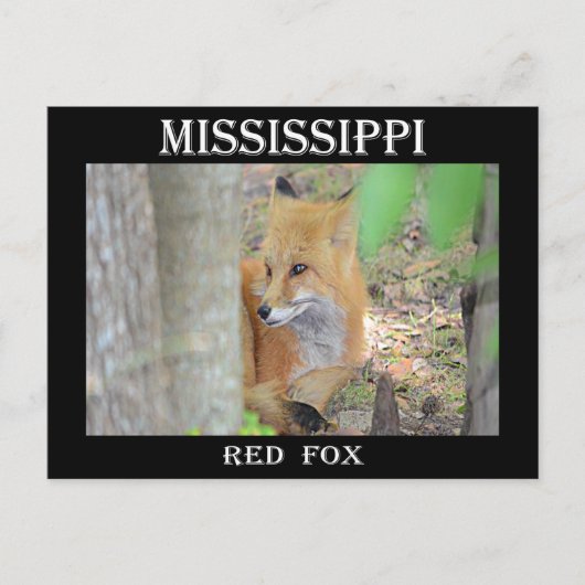 Mississippi Red Fox Postkarte (Vorderseite)