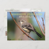 Mississippi Staat Bird - Nordmockingbird Postkarte (Vorne/Hinten)