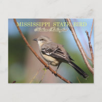 Mississippi Staat Bird - Nordmockingbird
