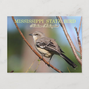 Mississippi Staat Bird - Nordmockingbird Postkarte