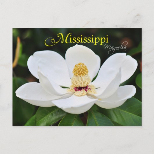 Mississippi Staat Blume: Magnolia Postkarte (Vorderseite)
