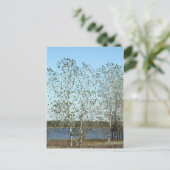 Mississippi Trees Postkarte (Stehend Vorderseite)