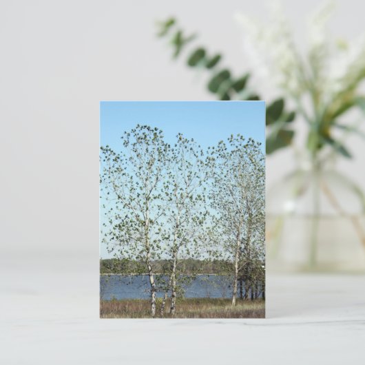 Mississippi Trees Postkarte (Stehend Vorderseite)