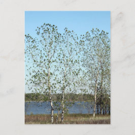 Mississippi Trees Postkarte