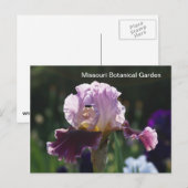 Missouri Botanical Garden-Iris Postkarte (Vorne/Hinten)