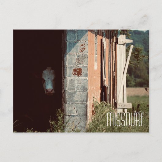 Missouri Cow Postcard Postkarte (Vorderseite)