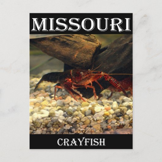 Missouri Crawfish Postkarte (Vorderseite)
