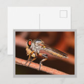 Missouri Damselfly. Postkarte (Vorne/Hinten)