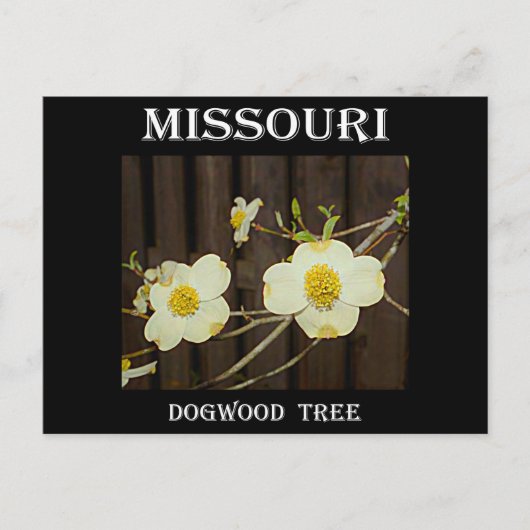 Missouri Dogwood Postkarte (Vorderseite)