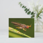 Missouri Fly. Postkarte (Stehend Vorderseite)