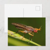 Missouri Fly. Postkarte (Vorne/Hinten)