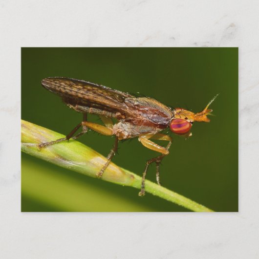 Missouri Fly. Postkarte (Vorderseite)
