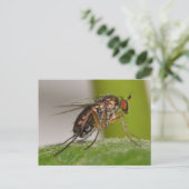 Missouri Fly. Postkarte (Stehend Vorderseite)