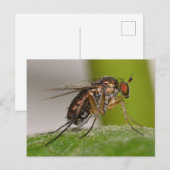 Missouri Fly. Postkarte (Vorne/Hinten)