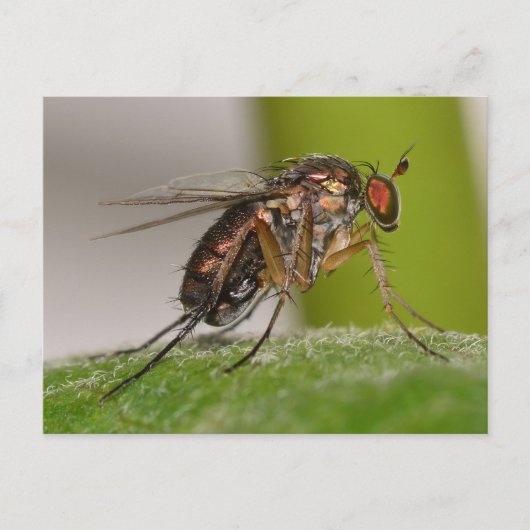 Missouri Fly. Postkarte (Vorderseite)