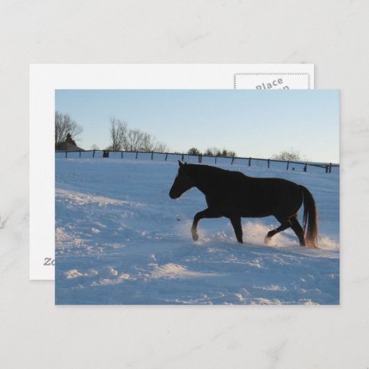 Missouri Foxtrotter in der Dämmerung Postkarte (Vorne/Hinten)