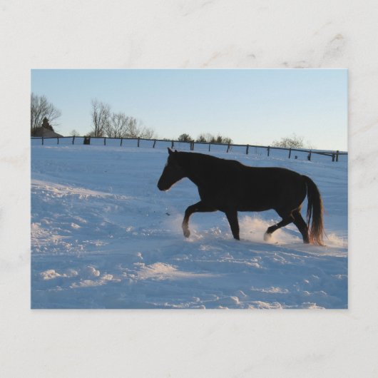 Missouri Foxtrotter in der Dämmerung Postkarte (Vorderseite)