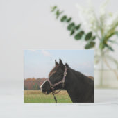 Missouri Foxtrotter Postkarte (Stehend Vorderseite)