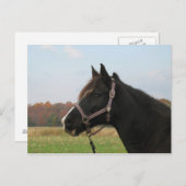 Missouri Foxtrotter Postkarte (Vorne/Hinten)