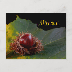 Missouri, Herbstblatt mit Nuss Postkarte
