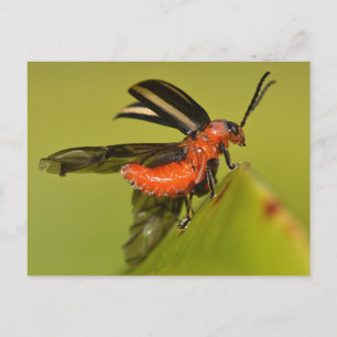 Missouri Käfer entfesselt seine Flügel. Postkarte