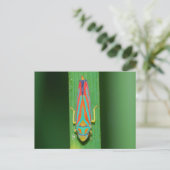 Missouri Leaf Hopper. Postkarte (Stehend Vorderseite)