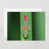 Missouri Leaf Hopper. Postkarte (Vorne/Hinten)