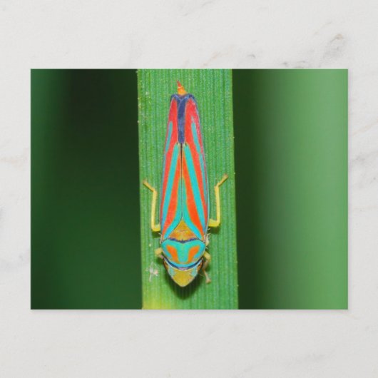 Missouri Leaf Hopper. Postkarte (Vorderseite)