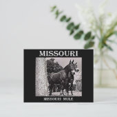 Missouri Mule Postkarte (Stehend Vorderseite)