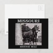 Missouri Mule Postkarte (Vorne/Hinten)
