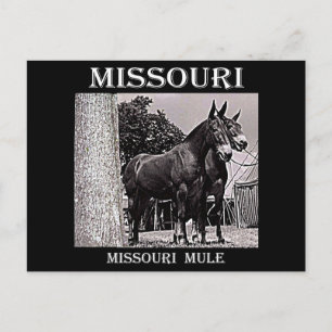 Missouri Mule Postkarte