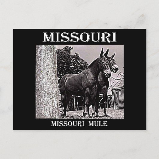 Missouri Mule Postkarte (Vorderseite)