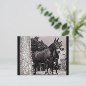Missouri Mule Postkarte (Stehend Vorderseite)