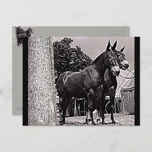 Missouri Mule Postkarte (Vorne/Hinten)